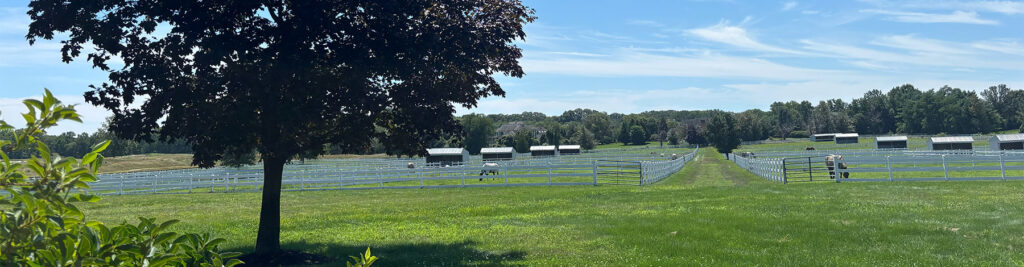 Laurel Crest Farm horse paddocks